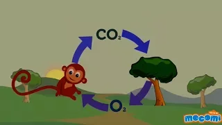 Oxygen Cycle Explained - Oxygen Facts for Kids | Educational Videos by Mocomi