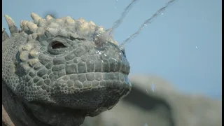 RoboSpy Iguana Competes At Sneezing Snot!