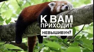 НЕВЫШИВУН ЧТО ЭТО ЗА ЗВЕРЬ ТАКОЙ/КОГДА ОН ПРИХОДИТ И КАК С НИМ БОРОТЬСЯ/ВЫШИВАЛЬНЫЙ ВЕЧЕР