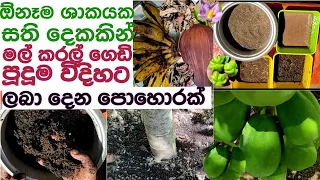 වගාවේ මල් කරල් ගෙඩි හැදෙන්නේ නැද්ද මෙන්න පොහොරක්