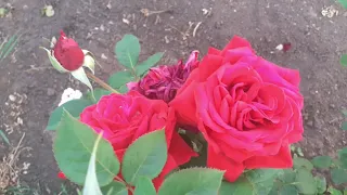 мои секреты выращивания роз /my secrets of growing roses
