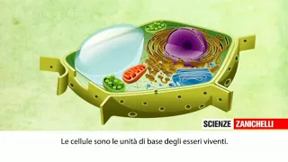 La cellula animale e vegetale