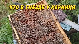 пчеловодство, что в гнезде у карники в сентябре