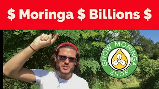 How Does Moringa Makes Billions? The World’s MOST Useful & Profitable Cash Crop