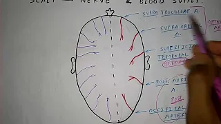 SCALP | Nerve and Blood Supply | TCML