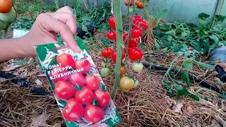 Tomato hybrid " cherry Strawberry"