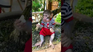 #monkey #animals #funny #viral #trendingshorts #smart #cutebaby #babymonkey #memes #shorts