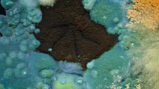 4K Fungi and Bacteria Time-Lapse #1