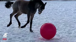 Школа маленьких жеребят в КЦ Нева