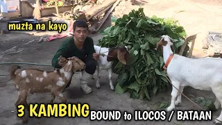 TATLONG KAMBING ANG BINILI SA AKIN BOUND to ILOCOS / BATAAN