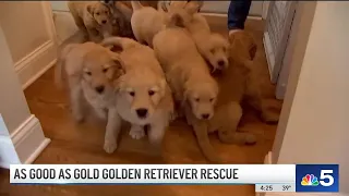 Golden Retriever Gives Birth to 13 Puppies Hours After Being Rescued From Negligent Breeder