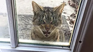 Stray Cat Sneaks Into a Family's Yard And Demands To Be Adopted