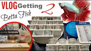 Getting 2 Betta Fish From Petco Again || Vlog