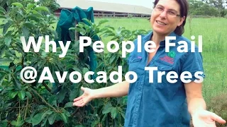 Why People Fail at Avocado Trees