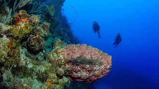 Turks and Caicos Scuba Diving:  The Best Dive Site