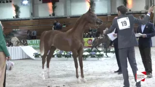 N.19 LAMANDRO - Wels 2016 - Yearling Colts (Class 2A)