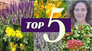 Top Five Easy Care Flowers for Your Garden (Great for Beginners!)