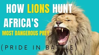 How Lions Hunt Africa's Most Dangerous Prey ( Pride In Battle) TOWER RAYS