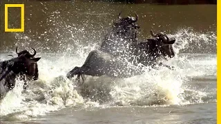 Malgré les attaques de crocodiles, ces gnous tentent de traverser le fleuve Mara