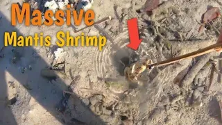 Bamboo trap Catching massive Mantis shrimp of remote island Madura