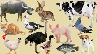 Cow, Dog, Ostrich, Duck, Chicken, Fish, Buffalo, Pigeon | Farm Animals Name Sounds, Animals Cute