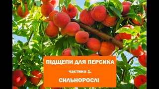 Подвой для персика. Часть 1. Сильнорослые подвои персика.