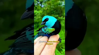 Green Headed Tanager - A Vibrant Jewel of the Avian World