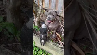 An English Staffy Dog and a young Magpie are unlikely animal friends with the sweetest bond .