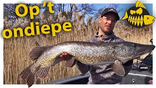 Metersnoek op het ondiepe - Sean Wit aan de slag met jerkbaits