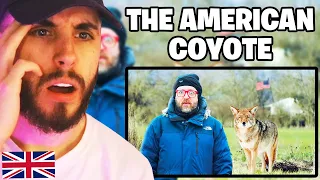 Brit Reacts to American Wild Animals The Coyotes