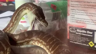 *WARNING - DISTURBING* MUST SEE! Australian python devouring a rodent.