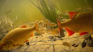 Relax video. Подводное царство. Реакция рыбы на жмых и халву.