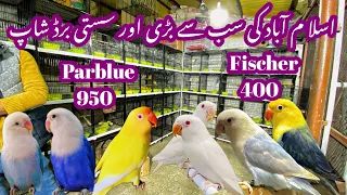 Birds market Islamabad lovebirds ki bahut bari or sasti shop #lovebirds