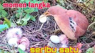 Detik detik burung blekok/bambangan sawah merah menetas dua bayi lincah