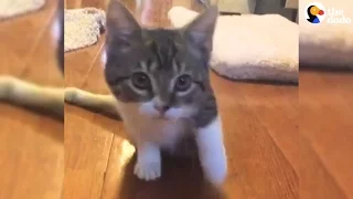 Injured Kitten's Big Brother Shows Her How To Be Strong | The Dodo