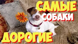 САМЫЕ САМЫЕ дорогие собаки в мире | ТОП 10 самых дорогих собак