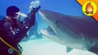 Tiger Shark Nearly CHOMPS Diver!