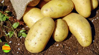 ¿Qué es la PAPA y cómo comer papas para obtener sus beneficios para la salud?