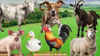 Animal Farm Sounds: Chicken, Cow, Dog, Sheep, Pig, Goat - Animal Paradise