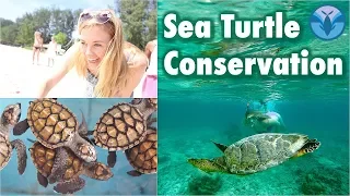 Sea Turtle Conservation!  (Baby Turtles!) | Maddie Moate