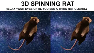 3D Stereogram Illusion Spinning Rat 4K 60FPS (Protip: The smaller the video, the easier it is to do)