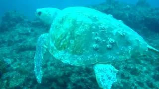 5-11-10 Old Giant Turtle.MP4