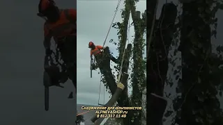 Удаление заражённого дерева с участка