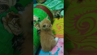 #kucing #cat #cats #kittens #kucingimut #catsfunnyvideos