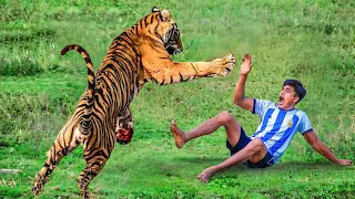 Tiger Attack Man in Forest | Royal Bengal Tiger Attack Fun Made Movie part 8