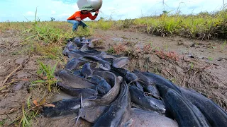 wow amazing fishing! a lots of catch fish in little water at field, catch fish by hand a fisherman