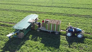 Melon Harvest in Holtville on Thursday, May 20, 2021