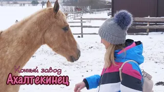 Экскурсия на конный завод «Ахалтекинец» - ПОЛНАЯ ВЕРСИЯ