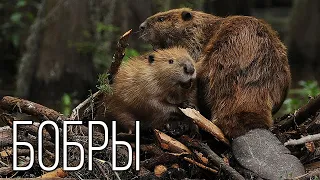 Beavers: The best builders in the animal world | Interesting facts about beavers