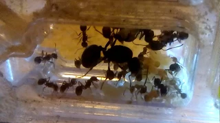 Роды у матки муравья, "Messor structor". Откладывание яиц.